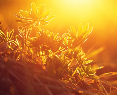 plants in field with bright sunshine